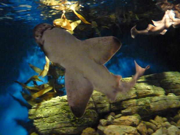 Tubarão-de-Port-Jackson