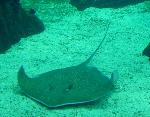 Uge-leopardo <i>(Himantura undulata)</i>