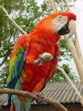 Arara