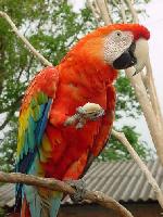 Aves