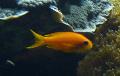 Anthias-dourado