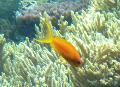 Anthias-dourado
