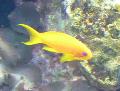 Anthias-dourado