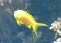 Anthias-dourado