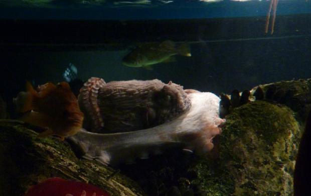 Polvo-gigante-do-Pacífico