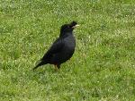 Aves