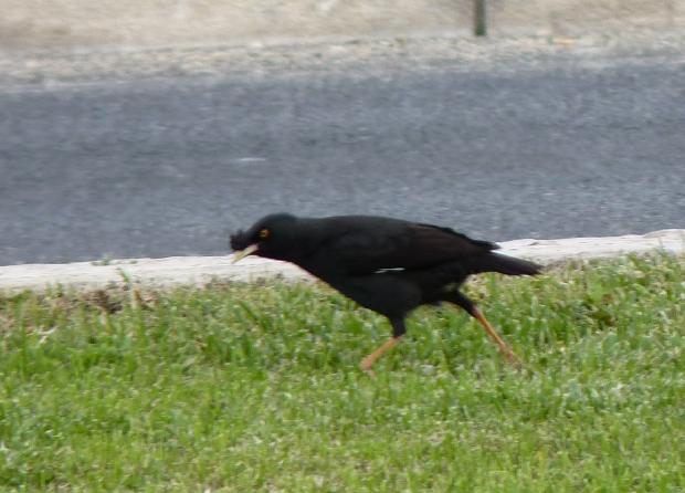 Mainá-de-crista