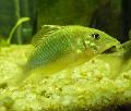 Coridora