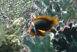 Peixe-palhaço <i>(Amphiprion ocellaris)</i>