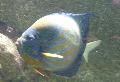 Peixe-anjo-de-anel-azul