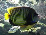 Peixe-anjo-imperador <i>(Pomacanthus imperator)</i>