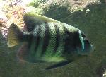 Peixe-anjo-de-seis-faixas <i>(Pomacanthus sexstriatus)</i>