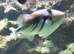 Peixe-Picasso <i>(Rhinecanthus aculeatus)</i>