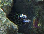 Moreia-pintada <i>(Gymnothorax favagineus)</i>