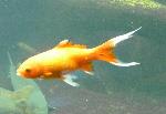 Pimpão <i>(Carassius auratus)</i>