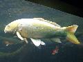 Carpa-comum