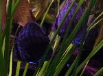 Acará-disco <i>(Symphysodon aequifasciata)</i>