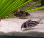 Coridora <i>(Corydora sodalis)</i>