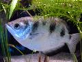 Peixe-arqueiro