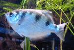 Peixe-arqueiro <i>(Toxotes jaculator)</i>