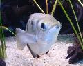 Peixe-arqueiro