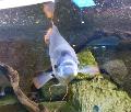 Gourami-gigante-de-cauda-vermelha