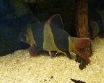 Bótia-palhaço <i>(Botia macracanthus)</i>
