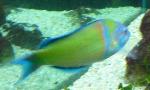 Bodião-verde <i>(Thalassoma pavo)</i>
