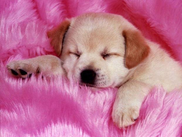 Cachorro
