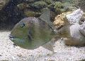 Peixe-porco