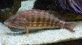 Serranus cabrilla