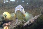 Garoupa-de-rolo <i>(Serranus atricauda)</i>
