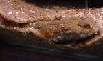 Xarroco <i>(Halobatrachus didactylus)</i>