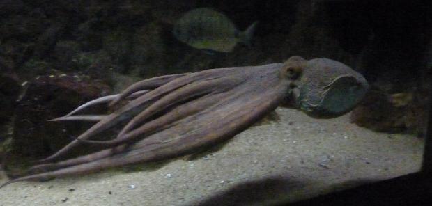 Polvo