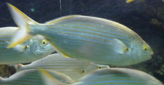 Salema
