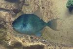 Peixe-porco <i>(Balistes capriscus)</i>