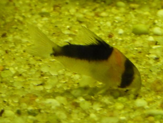 Coridora