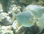 Silver Dollar <i>(Metynnis hypsauchen)</i>