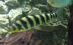 Leporino-listado <i>(Leporinus fasciatus)</i>