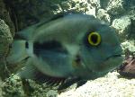 Uaru <i>(Uaru amphiacanthoides)</i>