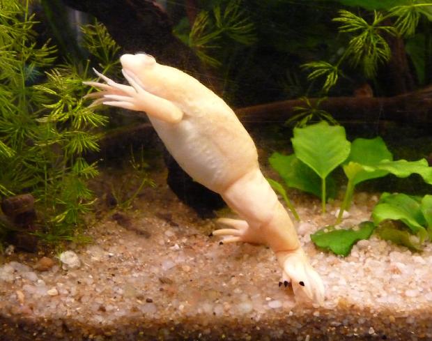 Rã-de-unhas-africana