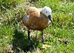 Aves