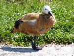 Aves