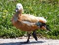 Pato-ferrugíneo