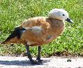 Pato-ferrugíneo