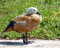 Pato-ferrugíneo