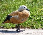 Aves