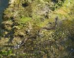 Cobra-de-água-viperina <i>(Natrix maura)</i>