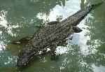 Crocodilo-do-Nilo <i>(Crocodylus niloticus) </i>