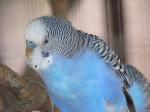 Aves